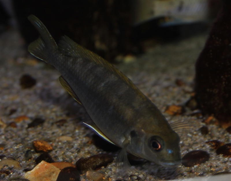 Gephyrochromis lawsi 'Londo'